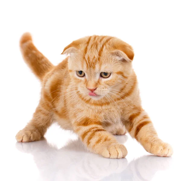 Redhead Scottish cat portrait — Stock Photo, Image