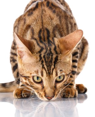 Bengal kedi beyaz bir arka plan üzerinde