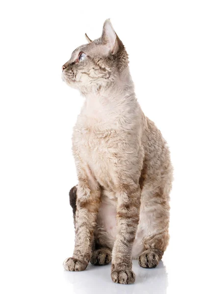 Концепція тварин кіт на білому — стокове фото
