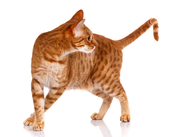 Gato macho ocicat — Foto de Stock