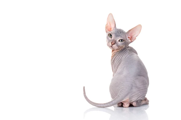 Bald sphinx cat on white — Stock Photo, Image