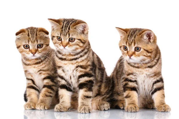Три шотландских котенка сидят, изолированные на белом — стоковое фото