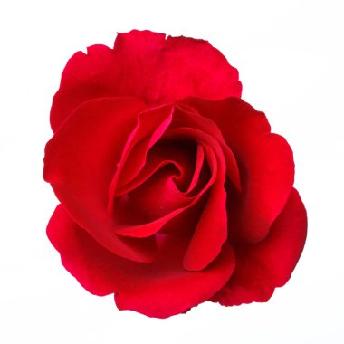 beyaz zemin üzerine kırmızı gül