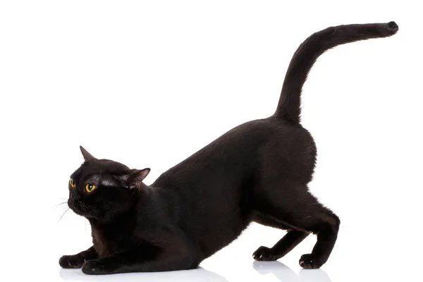 Gato negro se sentó en las patas delanteras sostenido cola alta —  Fotos de Stock
