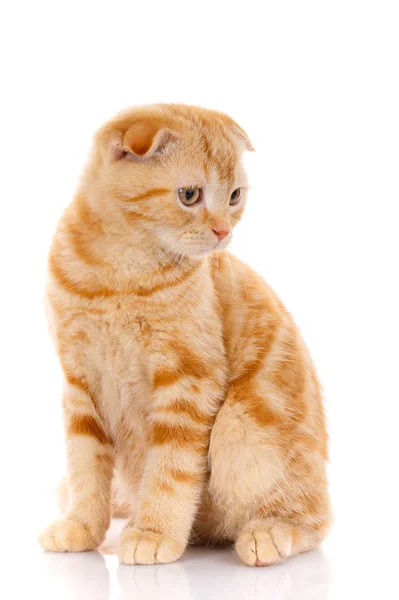 Portrait of redhead Scottish cat sits — стоковое фото