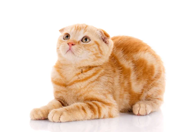 빨강 머리 스코틀랜드 고양이 초상화 — 스톡 사진