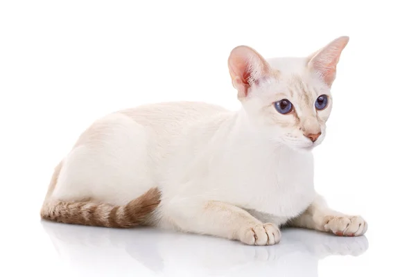 Siamese Cat on a white background — Stock Photo, Image