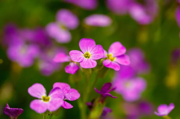 Beautiful purple flowers growing in the garden — Stock Photo, Image