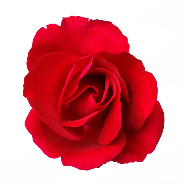 A fehér alapon piros rózsa — Stock Fotó
