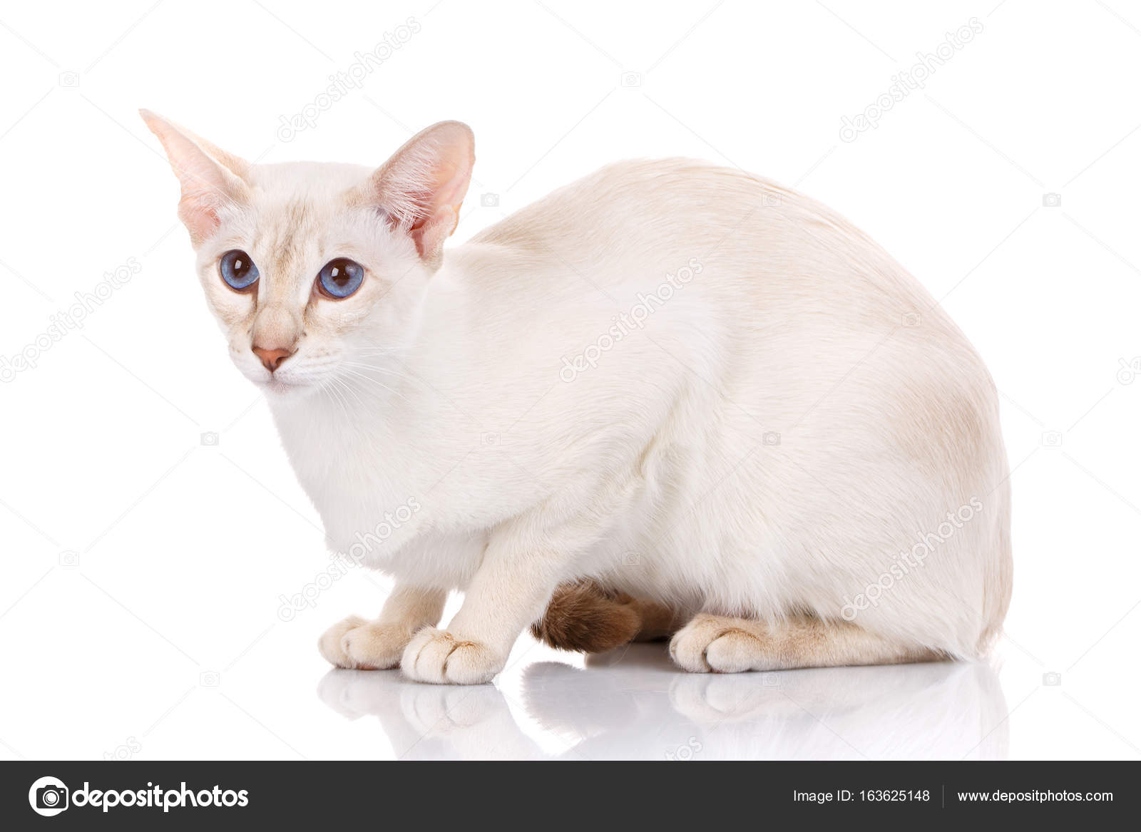 Chat Blanc Avec Grandes Oreilles Et Les Yeux Bleus Couchés