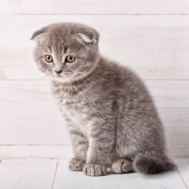 Gri İskoç portre kedicik. Ahşap arka plan üzerinde kedi.