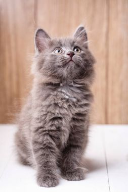 Ahşap arka plan üzerinde Kurilian Bobtail