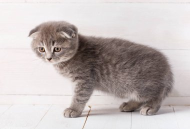 İskoç fold yavru kedi ahşap kurullarında