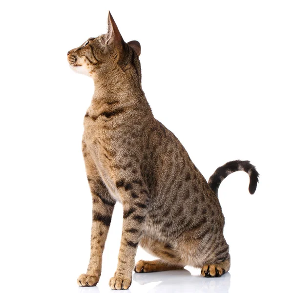 Brown bicolor cat on a white background. sitting and looking back — Stock Photo, Image