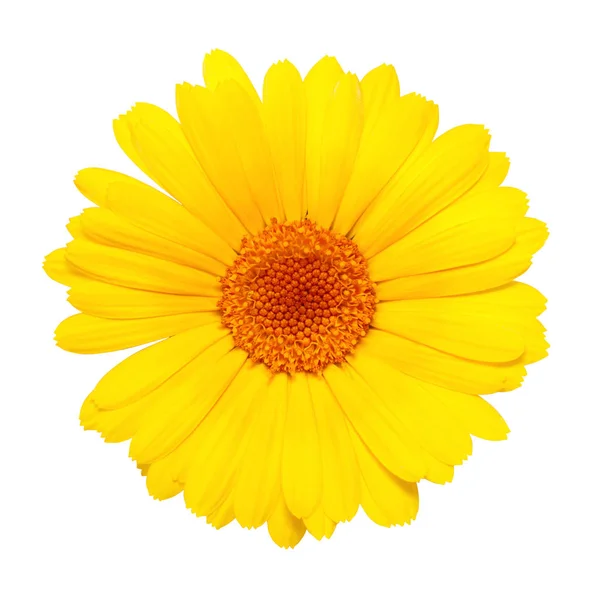 Yellow flower isolated on white background — Stock Photo, Image