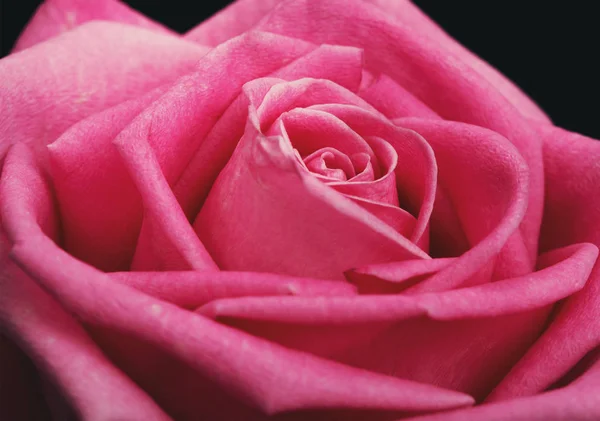 Różowa Róża isolater głowy na czarnym tle — Zdjęcie stockowe