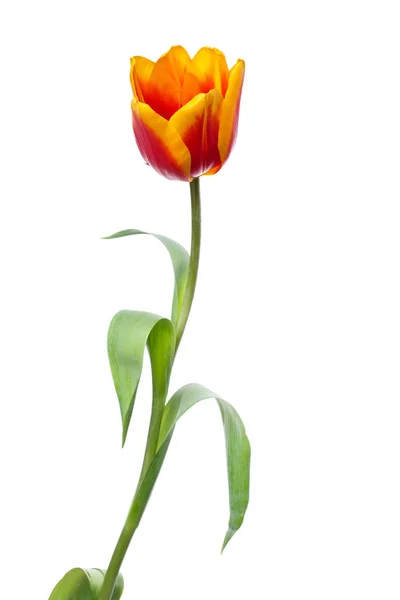 Tulipe sur fond blanc — Photo