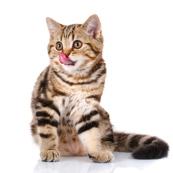 Scottish kitten sitting with open mouth — Stock Photo, Image