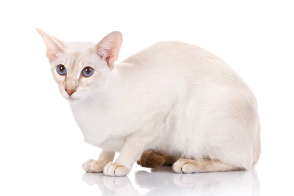 Білий кіт з великими вухами і блакитними очима лежить, ізольований — стокове фото