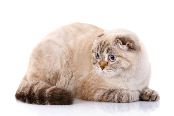 Шотландський кіт. ізольовані — стокове фото