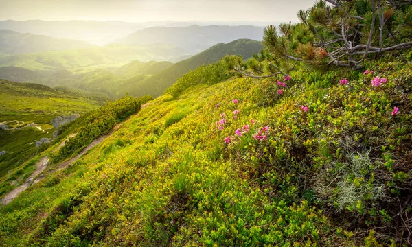 Beautiful summer landscape with flowers of rhododendron. Meadow with red flowers