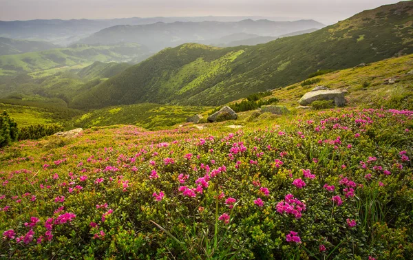 Красочный летний пейзаж с цветами рододендрона . — стоковое фото