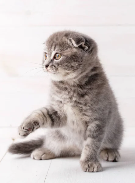 O pequeno gato escocês está sentado. Conceito de calma e beleza . — Fotografia de Stock