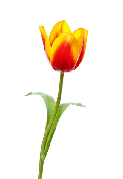 Tulpe auf weißem Hintergrund — Stockfoto