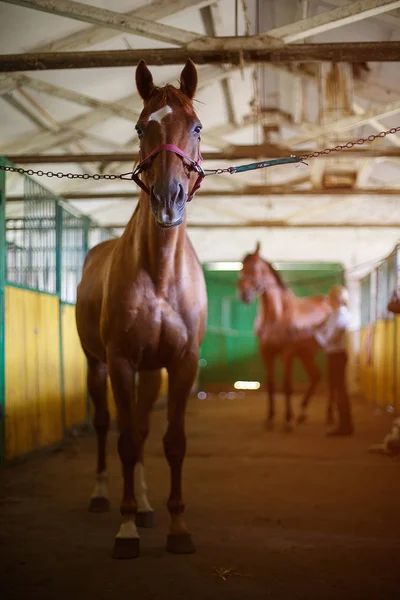Cavallo bruno nella stalla — Foto Stock