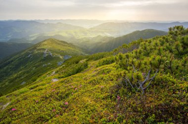 Bahar manzara bir ormangülü çiçek ile dağlarda