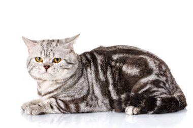 Gümüş bicolor İskoç yavru kedi