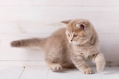 Tahta arka planda sevimli bir kedi.