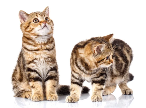 Scottish kittens on white background — Stock Photo, Image