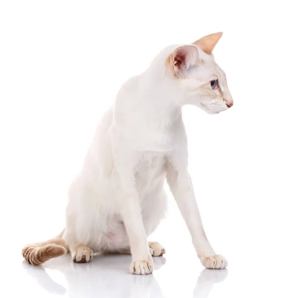 Голубой глаз сиамский котенок, изолированный на белом — стоковое фото
