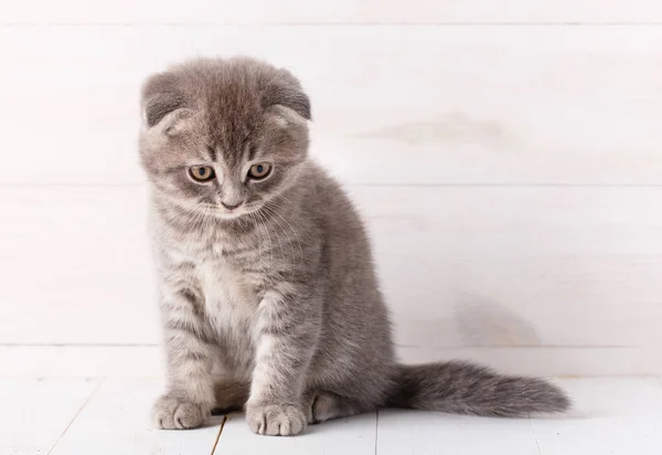 Kleine Schotse kat zit. Rust en schoonheid concept. — Stockfoto