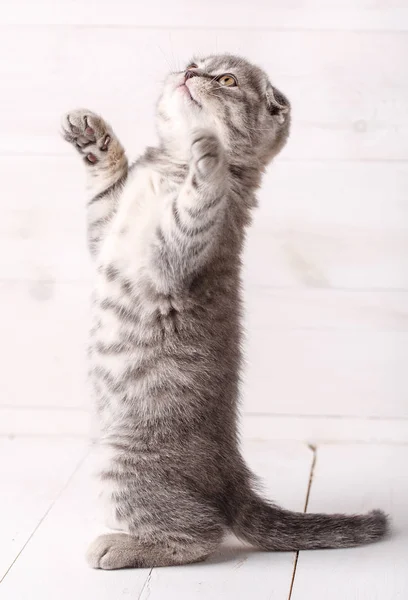 En lekfull skotska kattunge står på bakbenen och ser upp. — Stockfoto