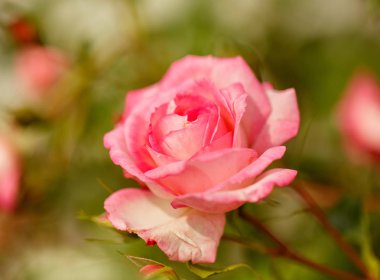 Bahçede büyüyen güller