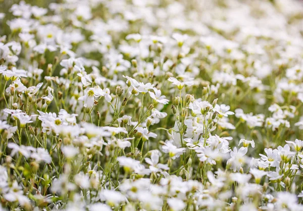 White flowers daisies — Stock Photo, Image