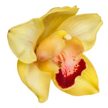 Sarı orkide kafa, beyaz bir arka plan üzerinde izole