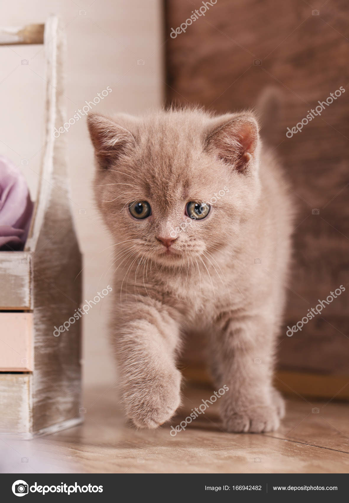 Scottish Fold Katze In Der Nähe Von Box Mit Blumen