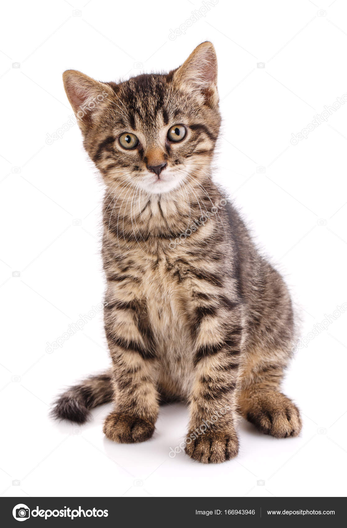 Kedi posteri. evde beslenen hayvan. Stok fotoğrafçılık ©serkucher