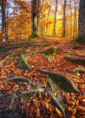 Krajina s podzimní les. Silné kořeny starých stromů. krásná podzimní strom.