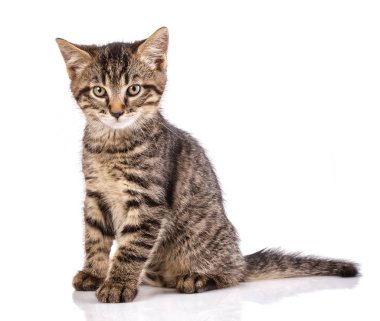 beyaz arka planda çizgili kedi yavrusu.