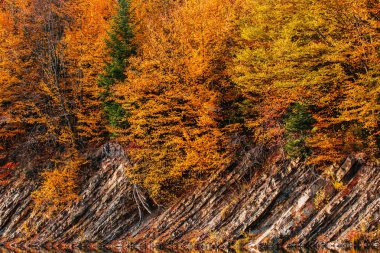 güzel dağ dere ve sonbahar ormandaki kayalık sahil