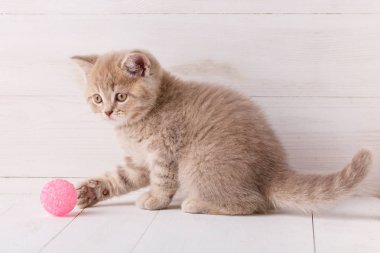 Ahşap arka plan üzerinde pembe bir top oynayan kedi