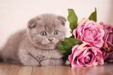 Kedi arka plan gül buket