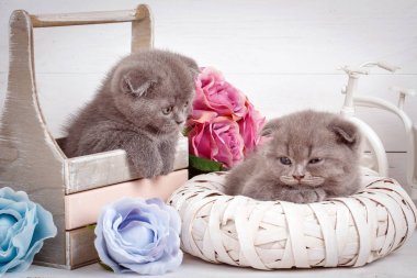 Ev, sakin ve sevgi kavramı - iki İskoç Fold kedi uykuya.