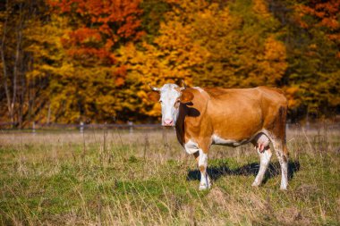 Sonbahar manzara inek sıyırdı. Çayırda sonbaharda otlatma inek.