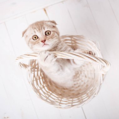 Kedi arka plan. Yavru kedi ile bir takvim için resim.