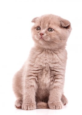 İskoç fold sevimli yavru kedi portresi